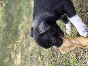 Chihuahua auszugsbereit Bild 6