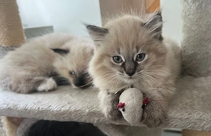 Sibirische Neva Masquarade  Kitten