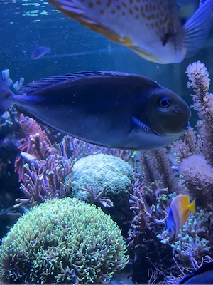 Doktorfische Kaninchenfische abzugeben