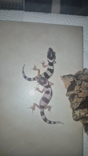 leopardgecko von diesem jahr 
