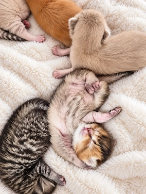 BKH kitten  Bild 3
