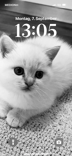 bkh Britisch Kurzhaar Kitten 