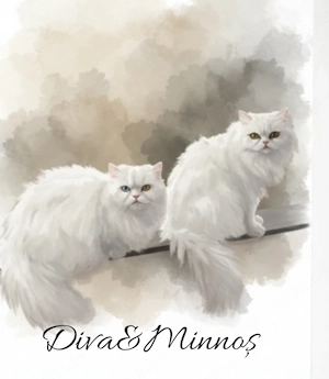 Katzen Perser und britisch 