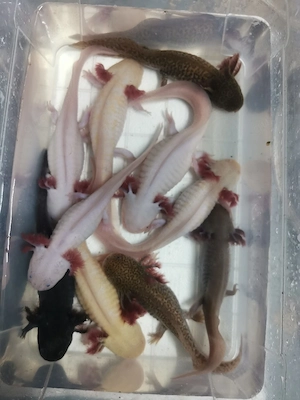 Axolotl zu verschenken (Versang möglich)