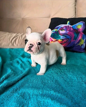 Süsse Französische Bulldoggen-WELPEN ZU VERKAUFEN