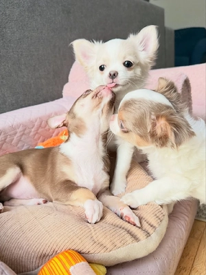    Süße Chihuahua-Rüden und -Hündinnen suchen ein Zuhause
