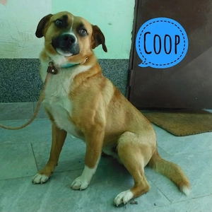 Coop, junger Labrador   Save Bracke Mischlingsrüde, lieb und sanft