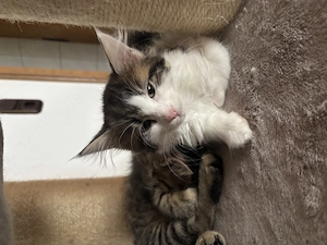 Main Coon mix Babys günstig abzugeben
