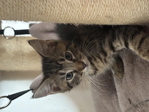 Main Coon mix Babys günstig abzugeben