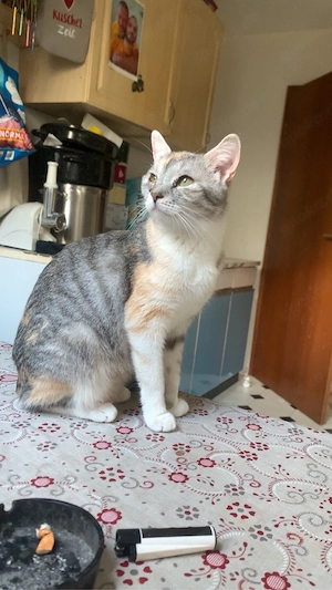 katze abzugeben