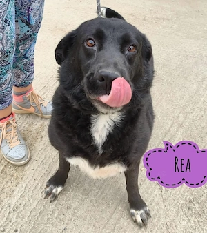 Rea, völlig unkomplizierte und liebe Labrador Mix Hündin braucht jetzt endlich ein Zuhause