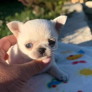 .    Chihuahua-Welpen in liebevolle Hände abzugeben Writing