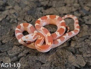 Hypo Blood, Hypo Blood Motley Pied 2026