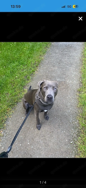 American Staffordshire Terrier Rhodesian Ridgeback-Mix