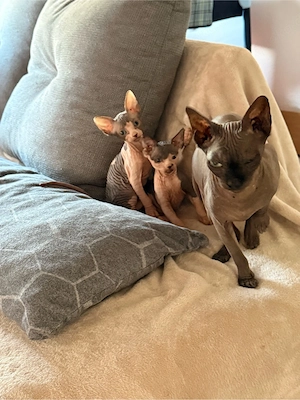 Zwei Wunderschöne Sphynx-Junge suchen ein liebevolles Zuhause