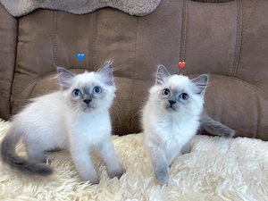 Reinrassige Ragdoll Kitten Abgabebereit .