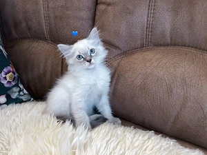 Reinrassige Ragdoll Kitten 12 Wochen alt. Abgabebereit .