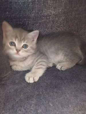 Katzenbabys-liebevolles