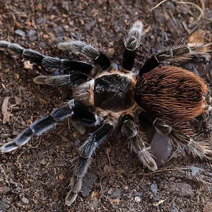 Tlilocatel Vagans,weibchen