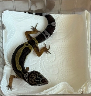 Leopardgeckos 3 Weibchen 