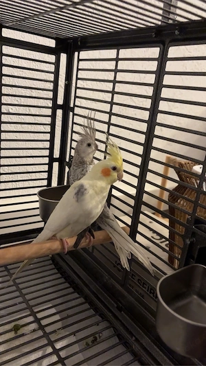 Nymphensittiche 