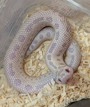 Superarctic Snow, Yeti, Superyeti - Heterodon nasicus, Hakennasennatter