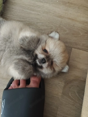 Pomeranian Zwergspitz Bärchen m w