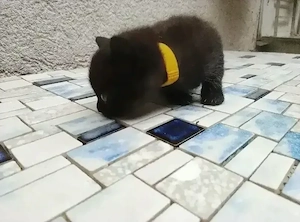 kitten zu verkaufen 