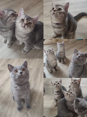 BKH Kitten 