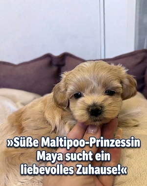 Maltipoo Welpin Maya sucht ein liebevolles Zuhause Bitte Text lesen