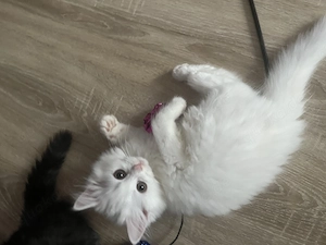 Baby Katzen 