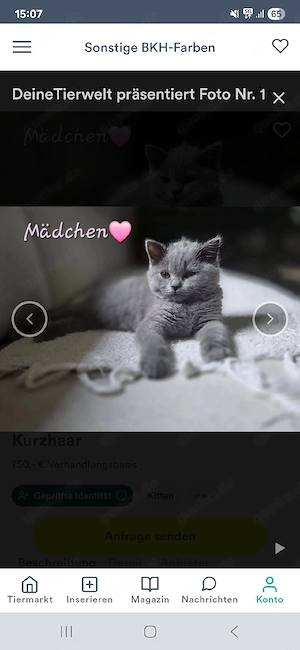 BKH BLH kitten