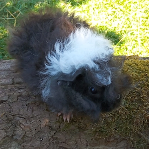 Junge Meerschweinchen Lunkarya Sept 2026