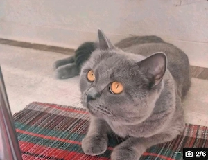 BKH Katze Maya