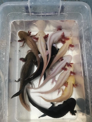 Axolotl zu verschenken