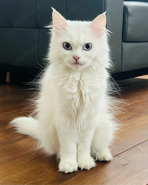 Katze 10 monate alt