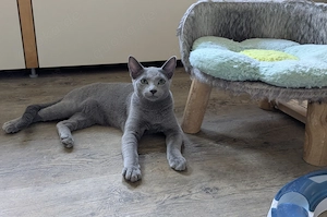 Russisch Blau Katerchen mit Stammbaum Abgabebereit