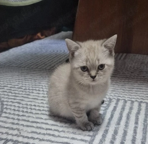 bkh kitten