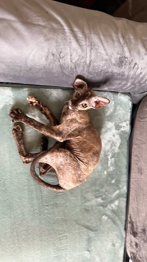Einzigartiges Peterbald Kitten Mädchen