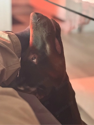 Dobermann Braun