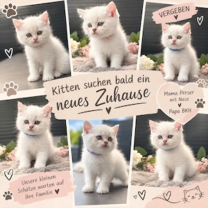 Perser (mit Nase) x BKH suchen bald ihre neuen Familien