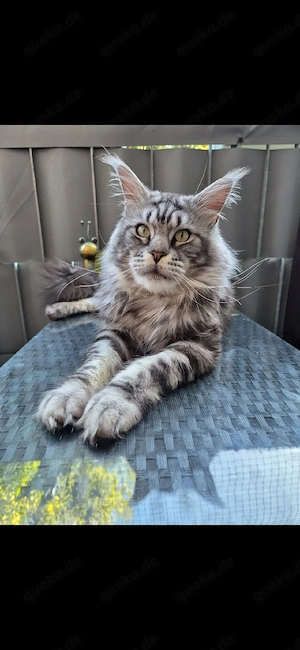 XXL Maine Coon Deckkater Black Silber Tabby