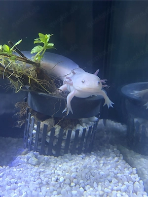 2 Axolotl mit Kompletten Aquarium