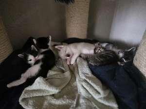 Babykatzen,Katzenbabys
