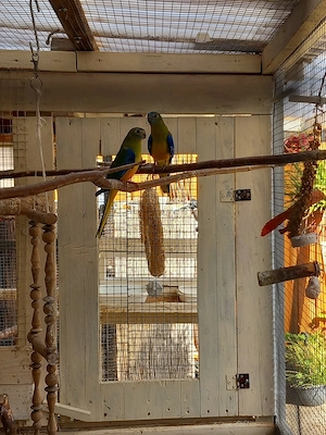 Schönsittiche wildfarbig