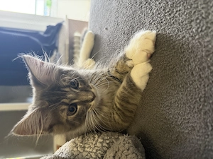 Xl Maine coon alte line 