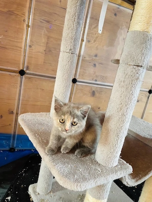 4 süße Katzenbabies in liebevolle Hände abzugeben!