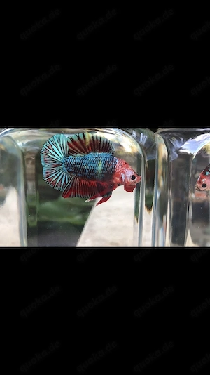 DTPK-Bettas