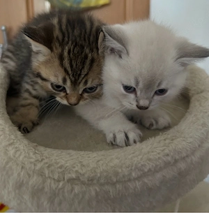 bkh kitten