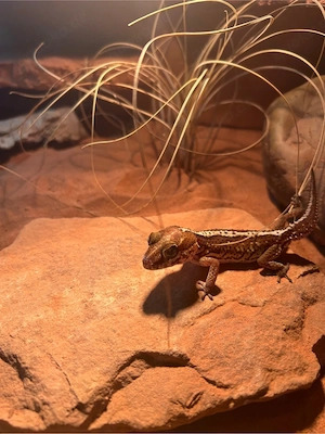 Paroedura picta 1.1